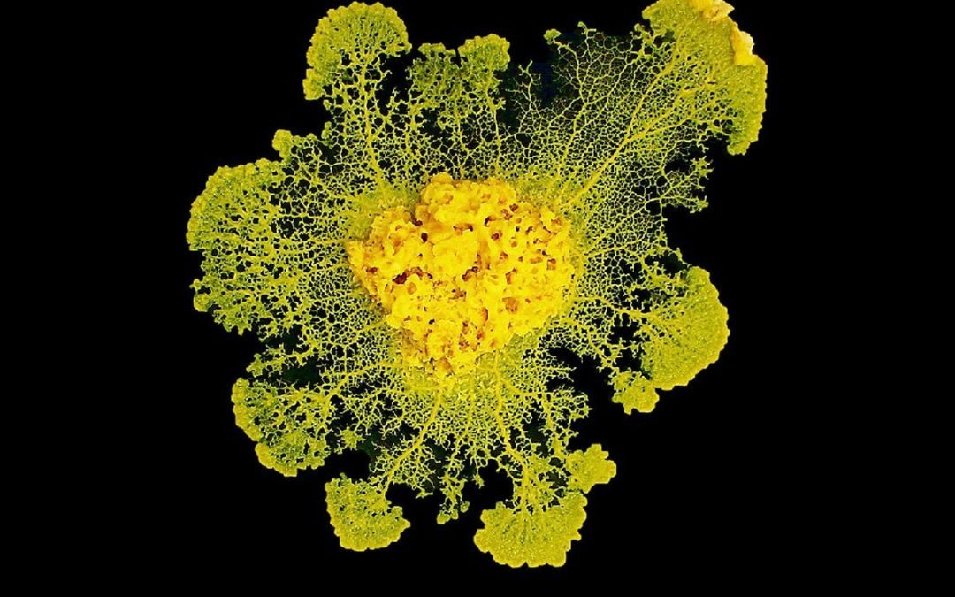 le BLOB : sujet d’expériences scientifiques